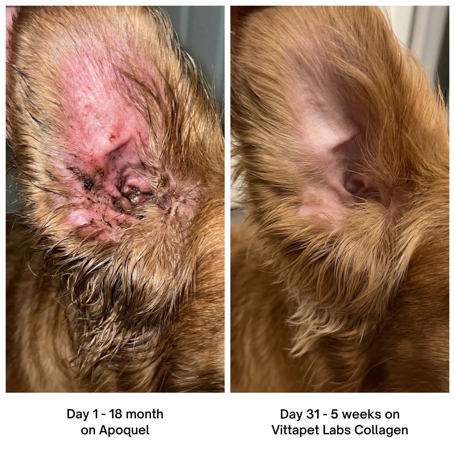 Vittapet Labs 90-Day Dual Collagen Rebuild Protocol
