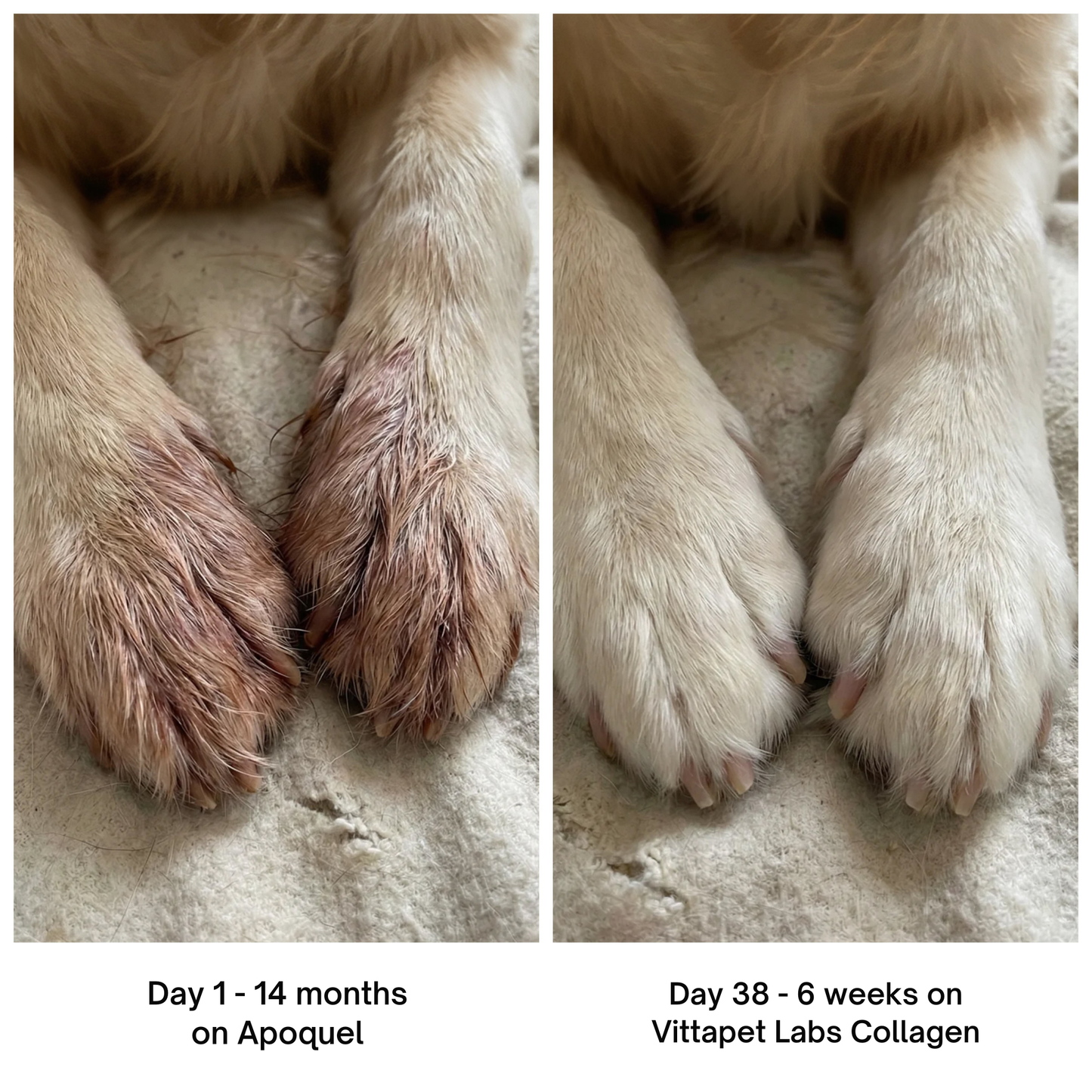 Vittapet Labs 90-Day Dual Collagen Rebuild Protocol
