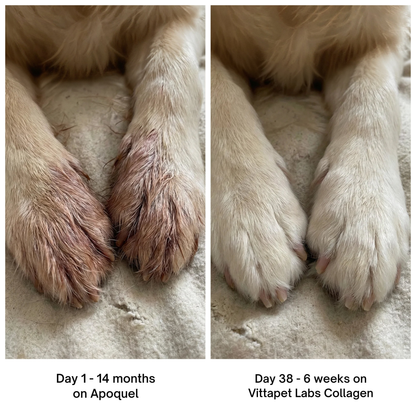 Vittapet Labs 90-Day Dual Collagen Rebuild Protocol
