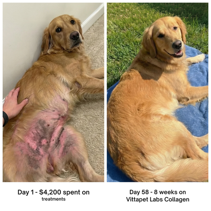 Vittapet Labs 90-Day Dual Collagen Rebuild Protocol